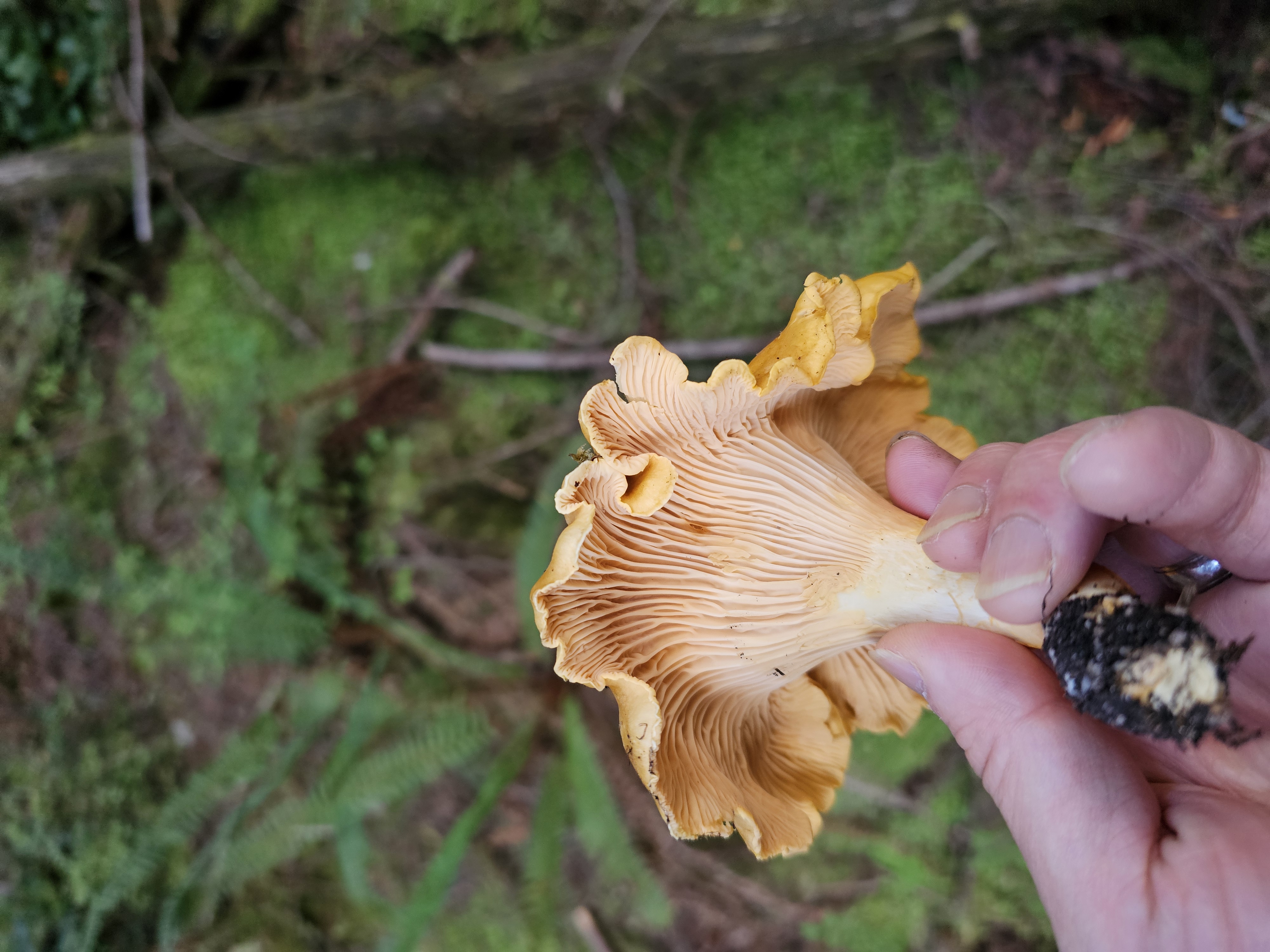 Freshly foraged chanterelle mushroom